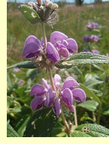 Зопник (Phlomis L.) Зопник (Phlomis L.)